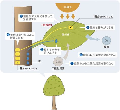 木形|樹木の形態・生理・生態 